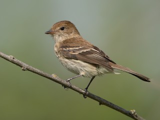  - Bran-colored Flycatcher