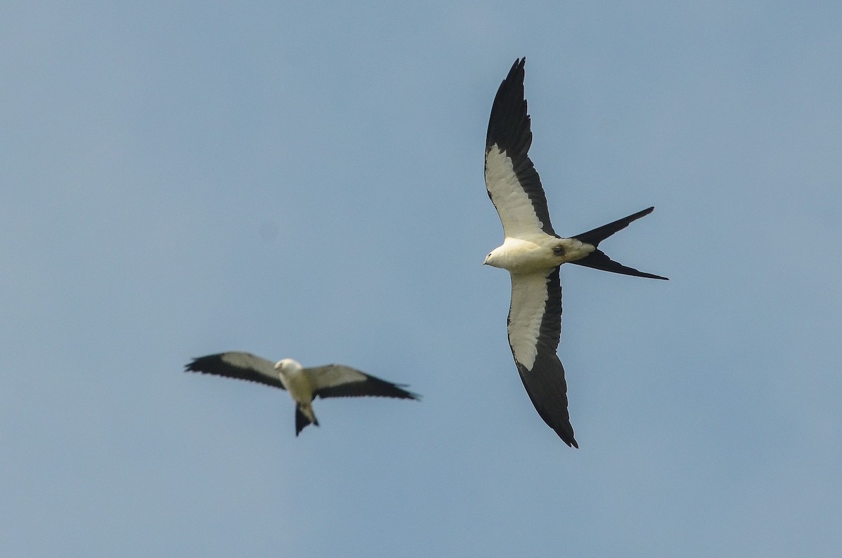 Swallow-tailed Kite - ML37224451