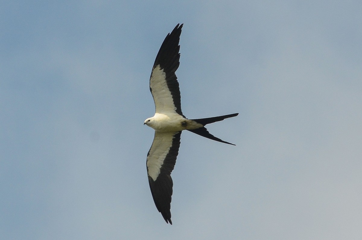 Swallow-tailed Kite - Nikolaj Mølgaard Thomsen