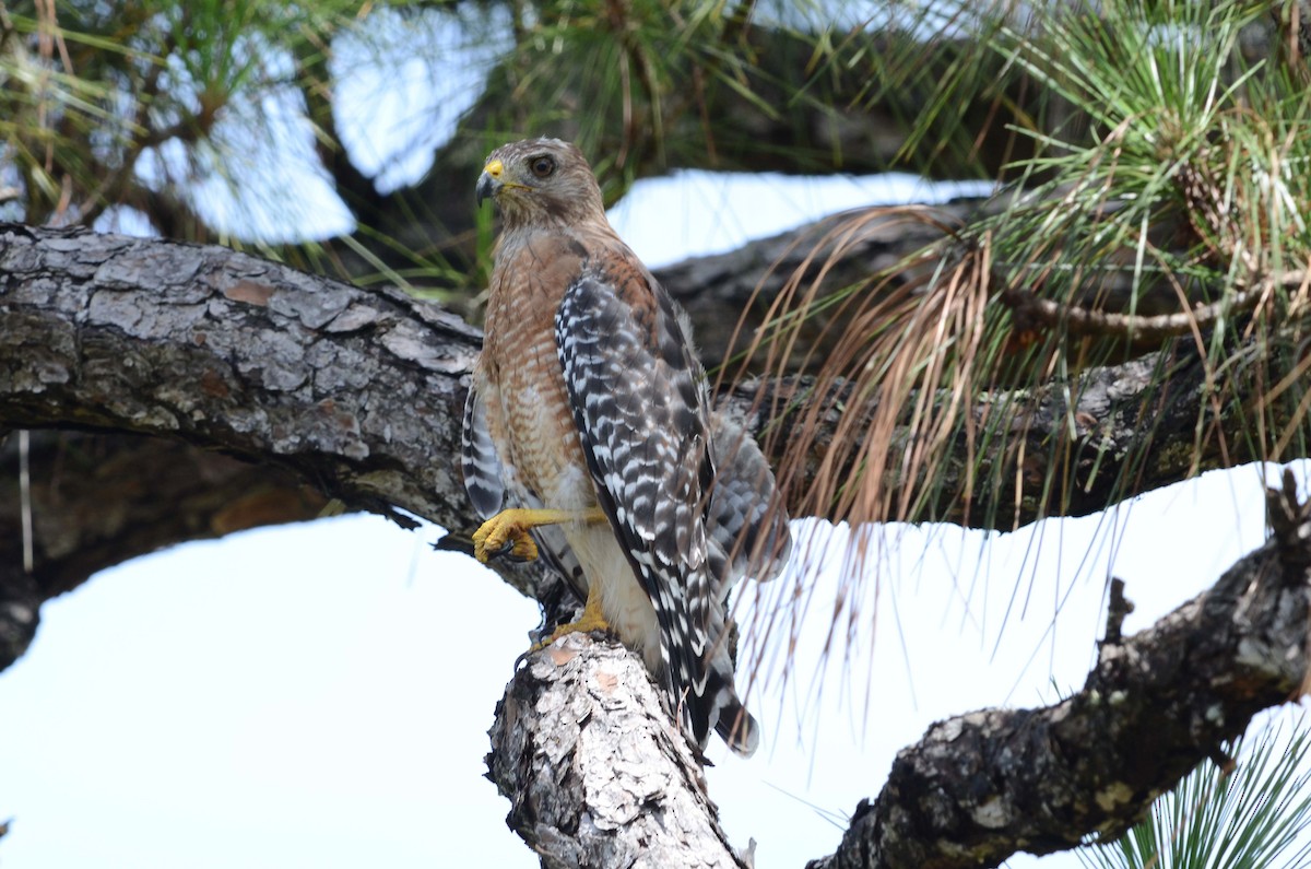 Red-shouldered Hawk (lineatus Group) - ML37224821