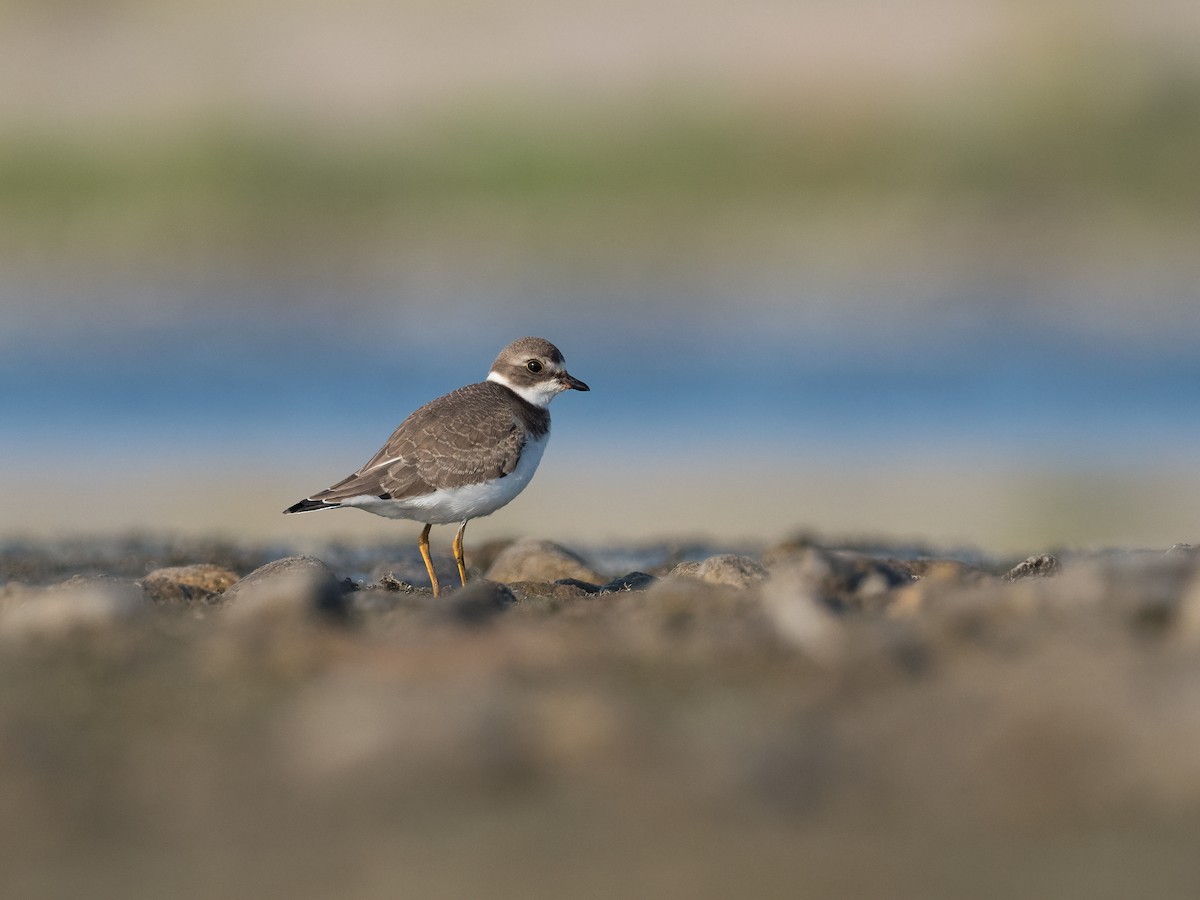 Semipalmated Plover - Steve Wickliffe