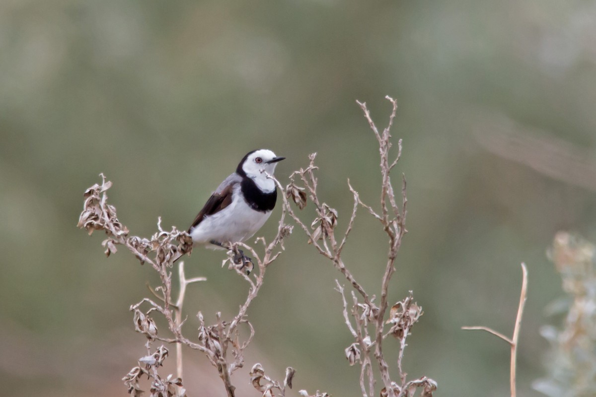 White-fronted Chat - ML37225271