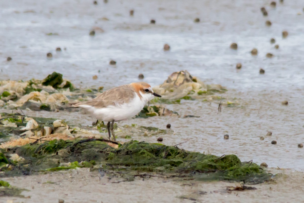 Red-capped Plover - ML37225321