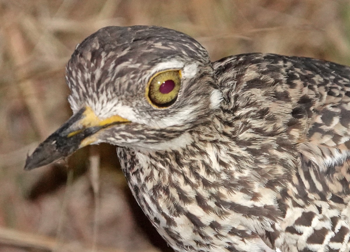 Spotted Thick-knee - ML372253391