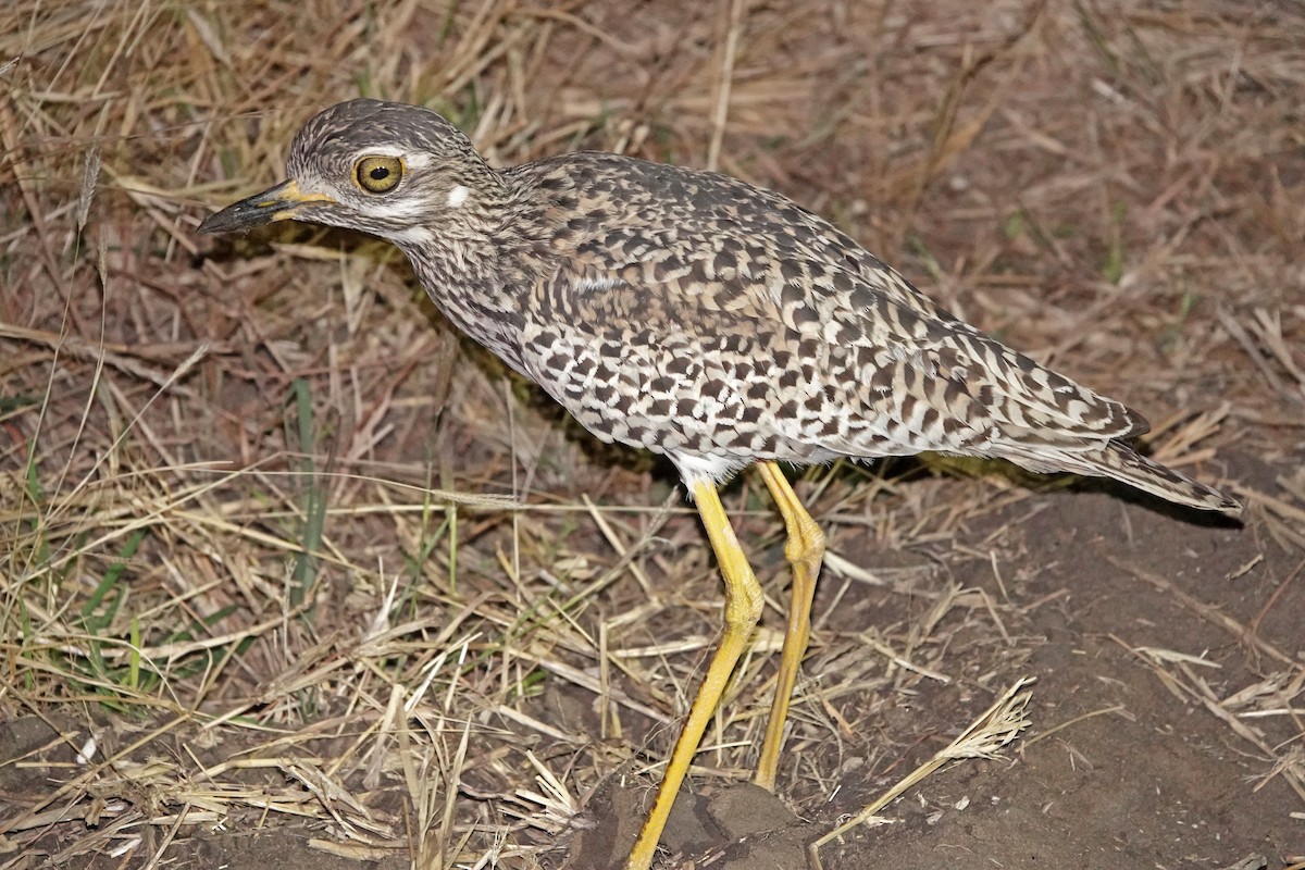 Spotted Thick-knee - ML372254421