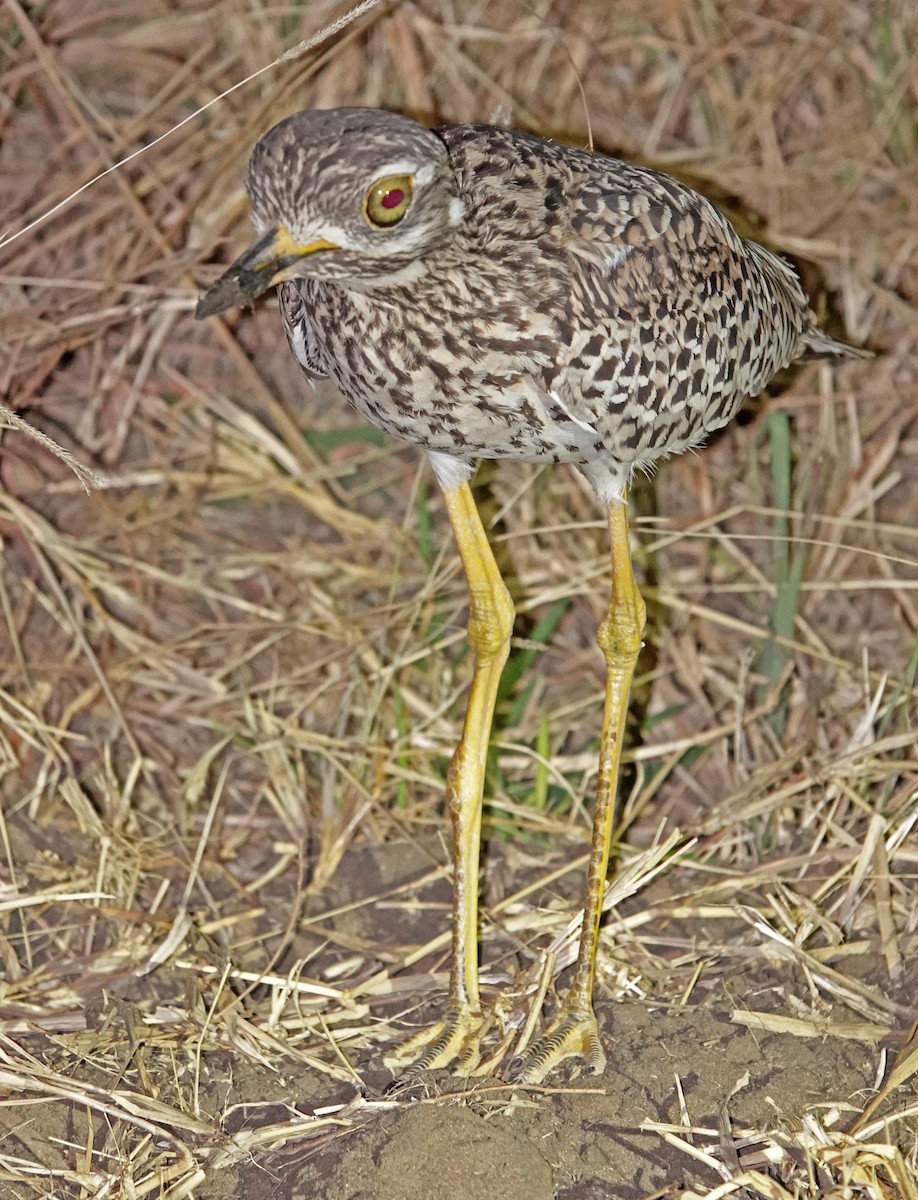 Spotted Thick-knee - ML372254631
