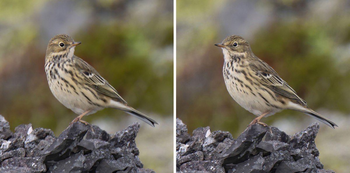 Meadow Pipit - ML372261621