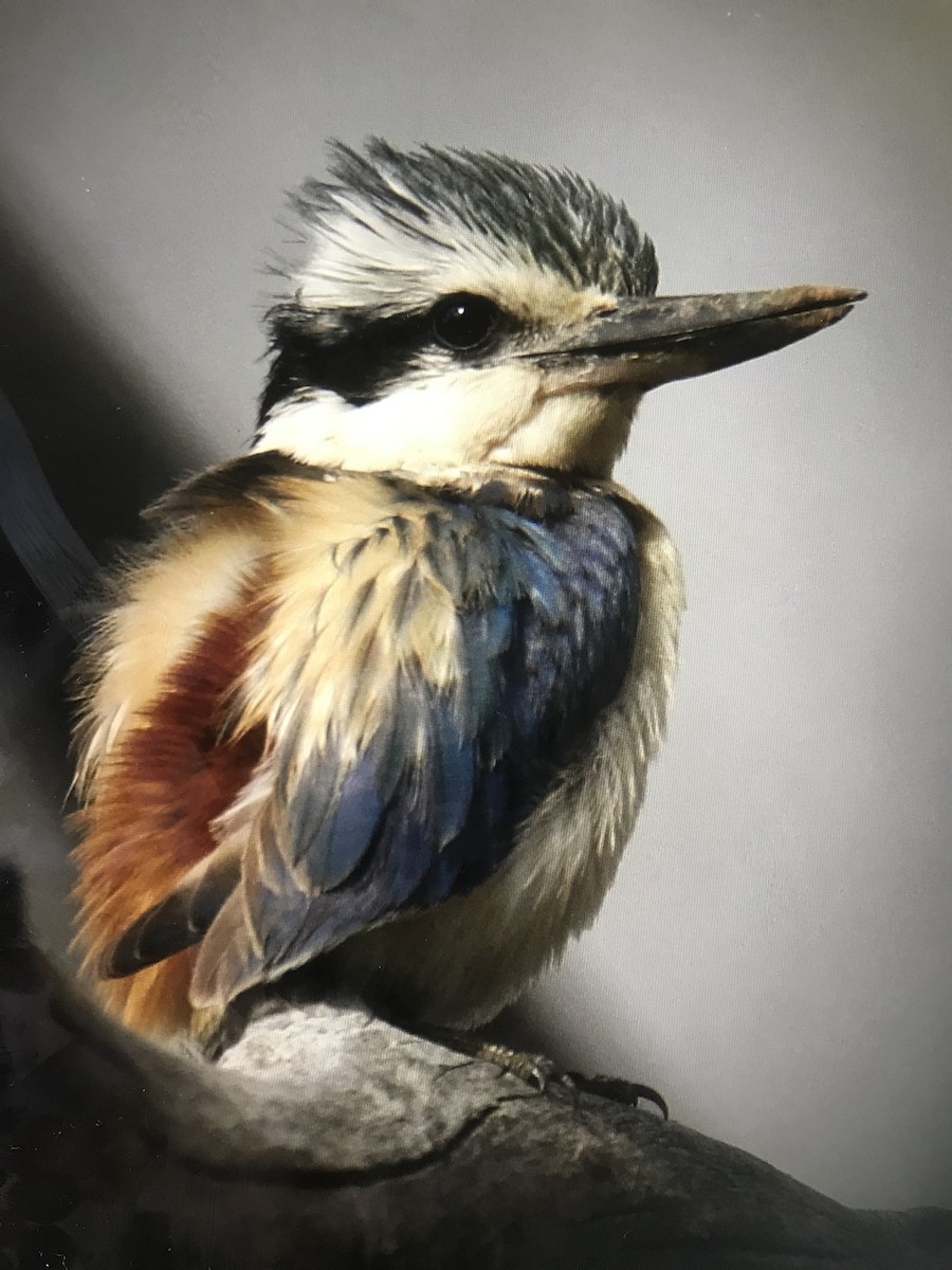 Red-backed Kingfisher - Yvette H