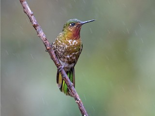 Fermalibro in metallo nero Animals Bird