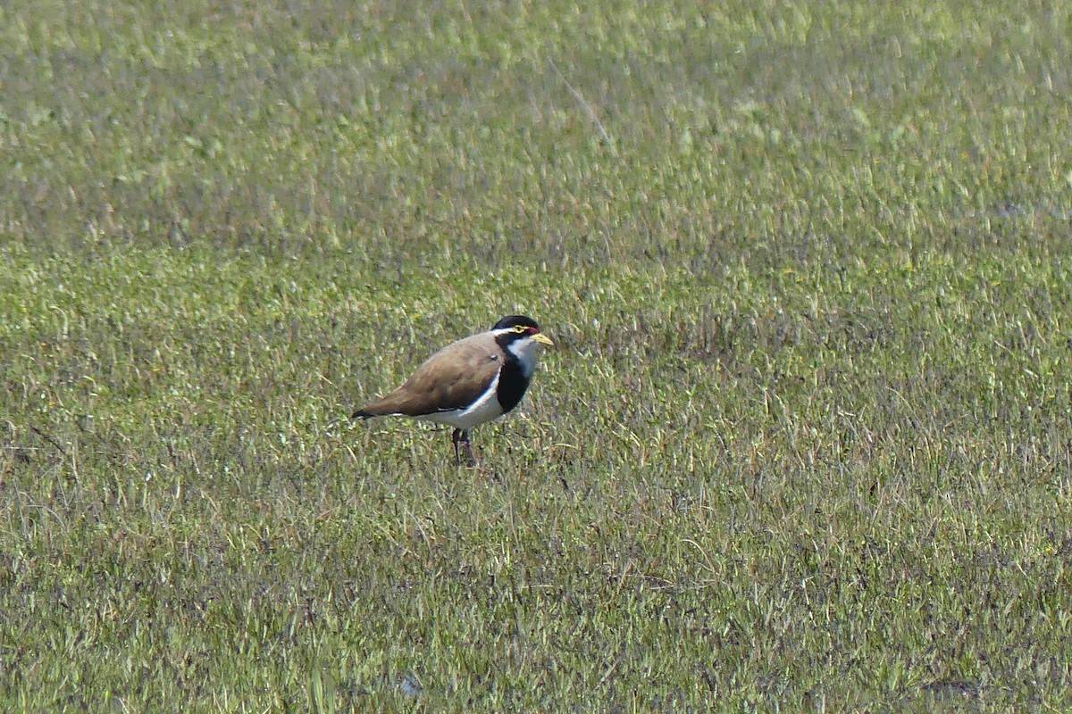 Banded Lapwing - ML372263631