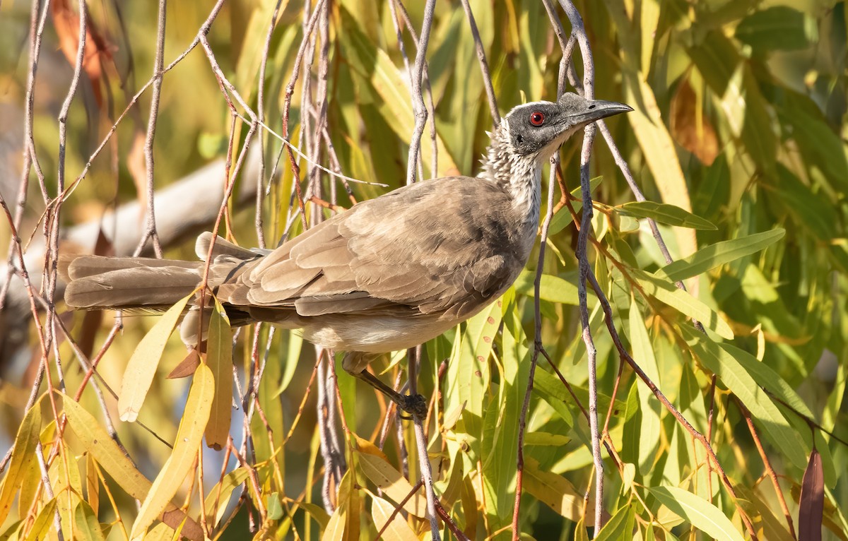 Silver-crowned Friarbird - ML372273001