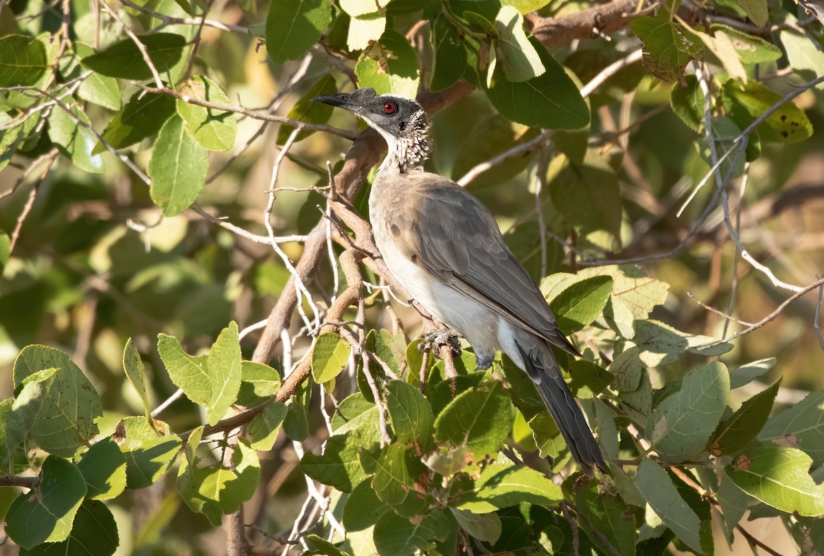 Silver-crowned Friarbird - ML372275051