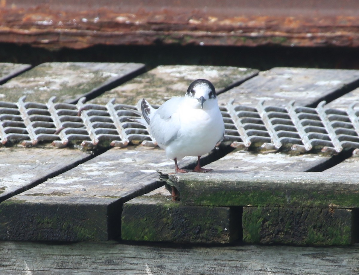 White-fronted Tern - ML372275301