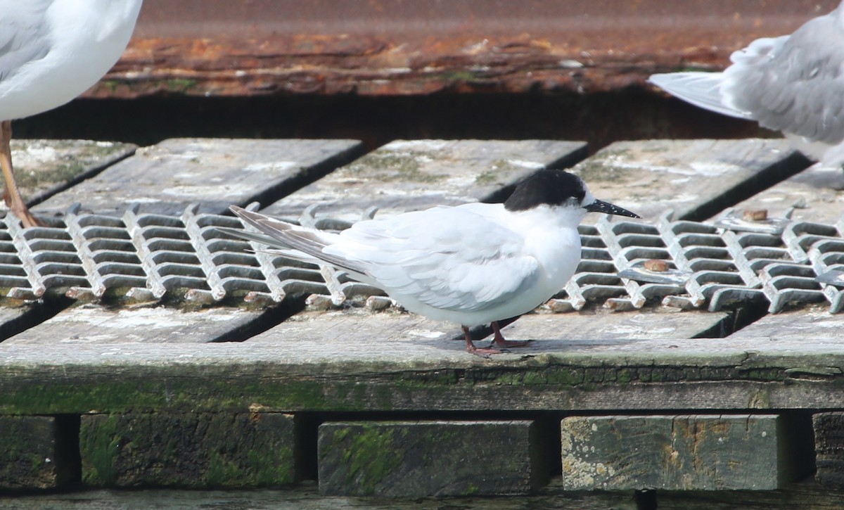 White-fronted Tern - ML372275311