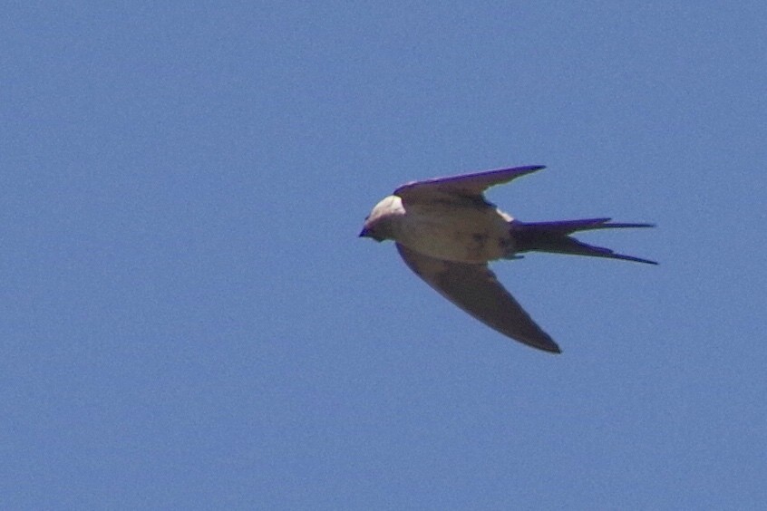 Red-rumped Swallow - ML372278291