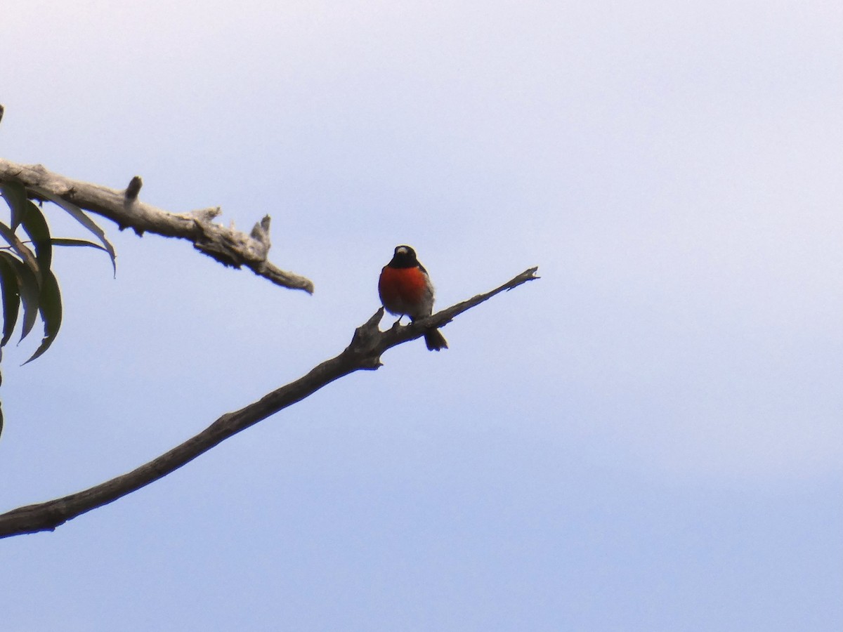 Scarlet Robin (Campbell's) - ML372278901