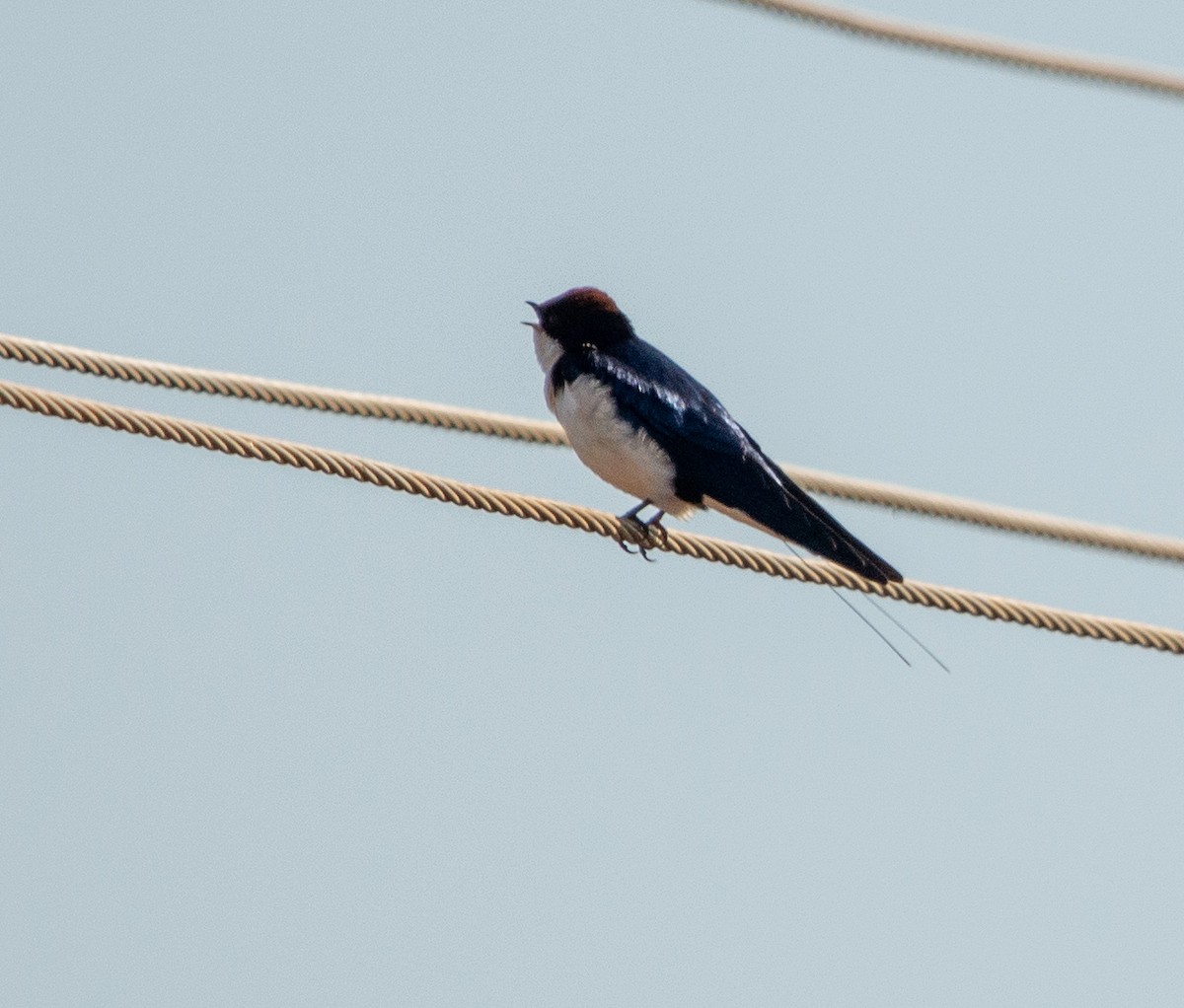Wire-tailed Swallow - prasad sampath