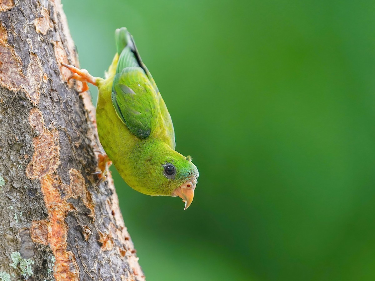 Blue-crowned Hanging-Parrot - Jared HJ Tan