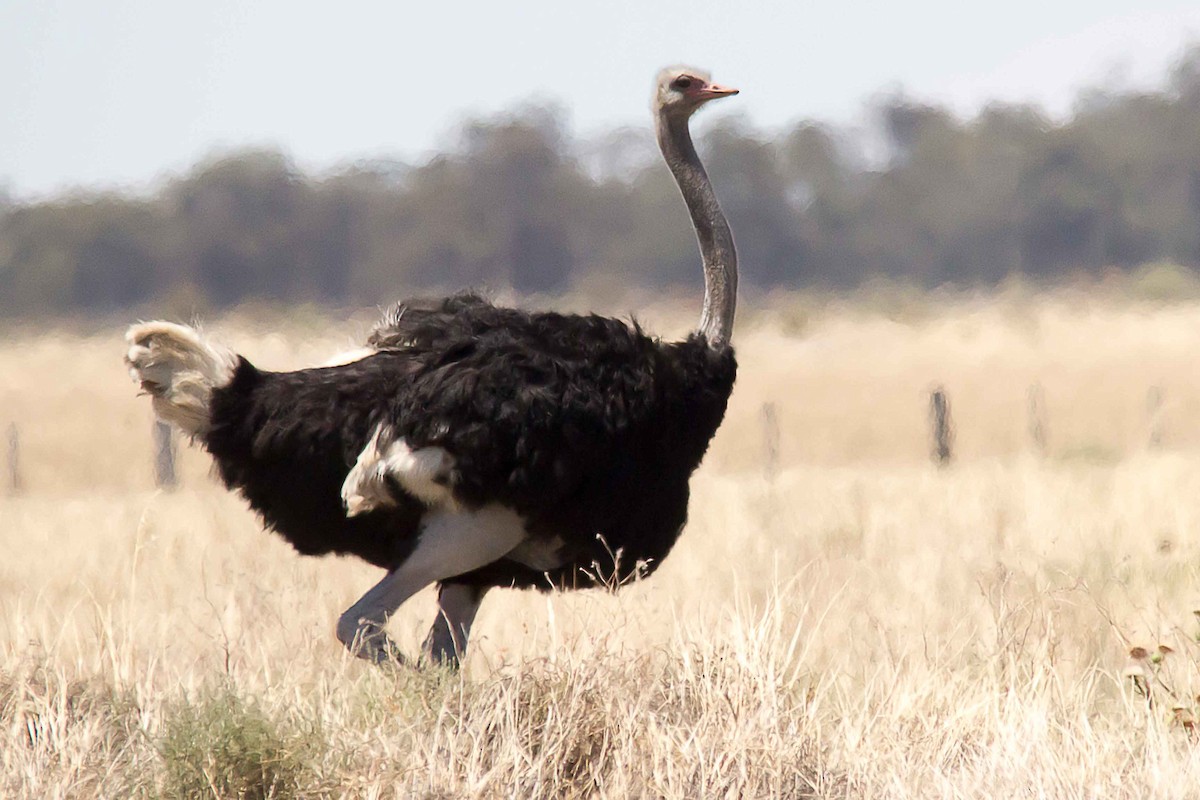 Common Ostrich - Andrew Allen
