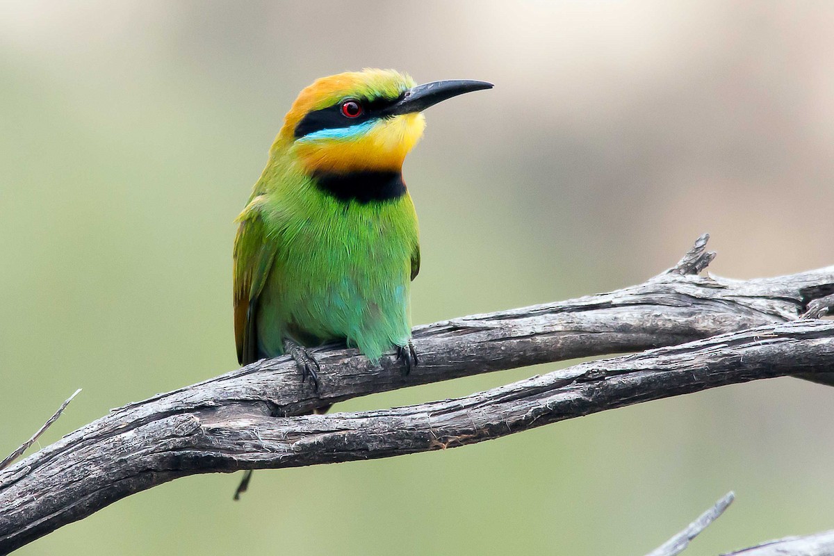 Rainbow Bee-eater - Andrew Allen