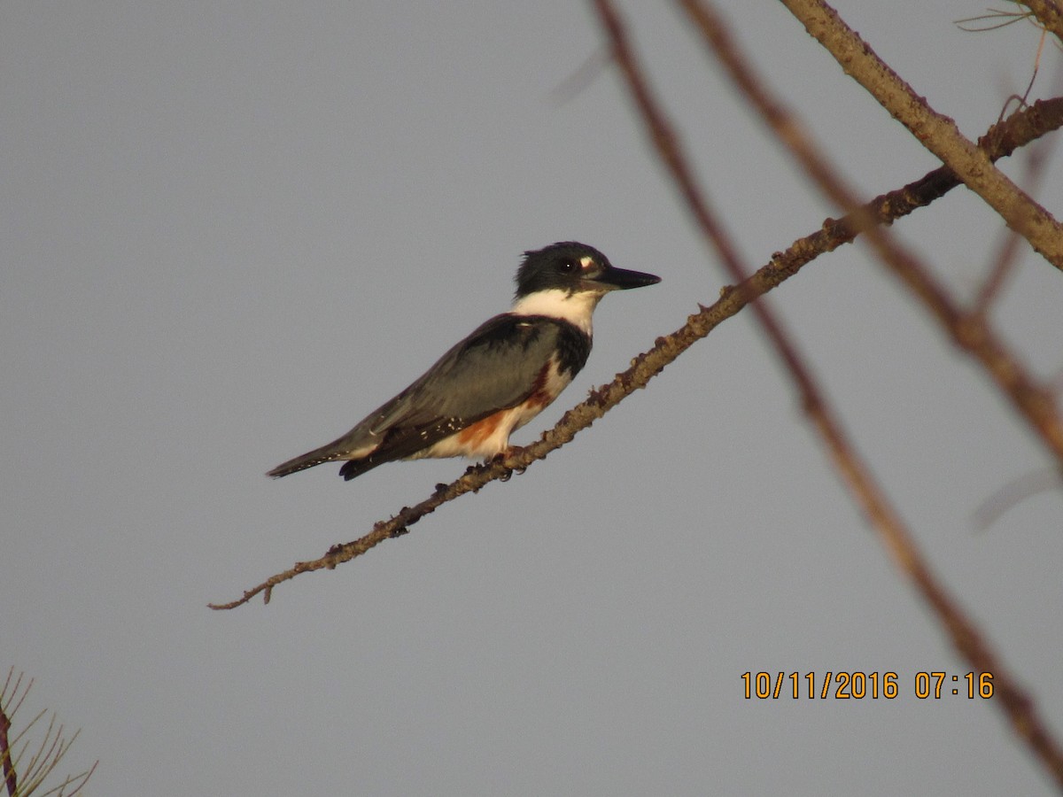 Belted Kingfisher - ML37229401