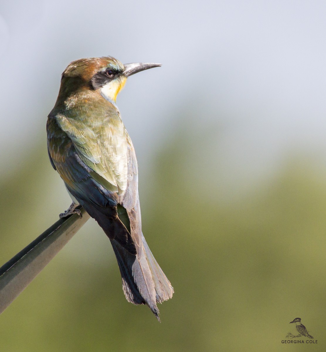 European Bee-eater - ML372298581