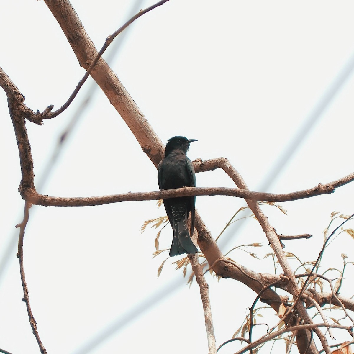 Square-tailed Drongo-Cuckoo - Nuttapong Jomjan