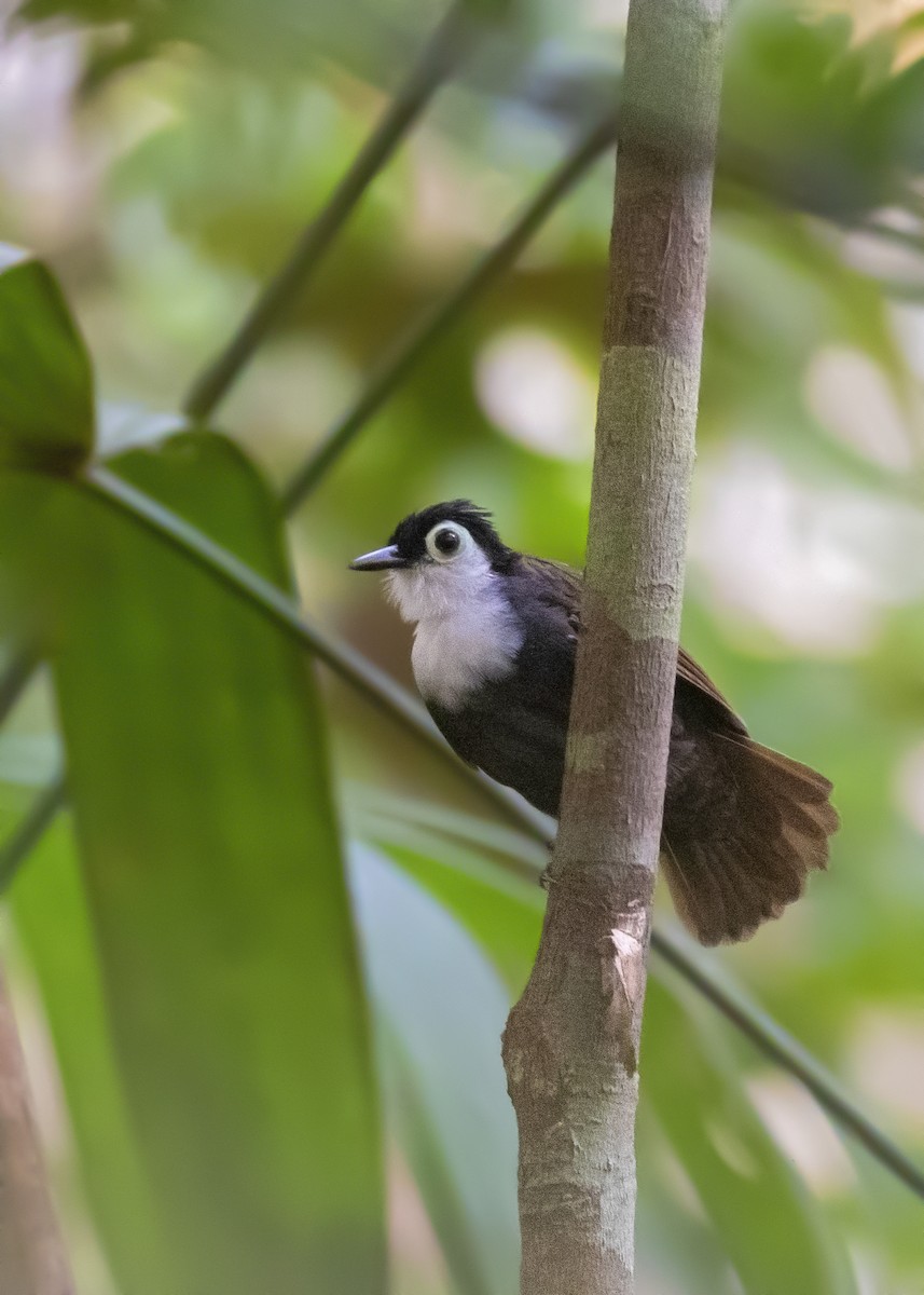 White-breasted Antbird - ML372299751
