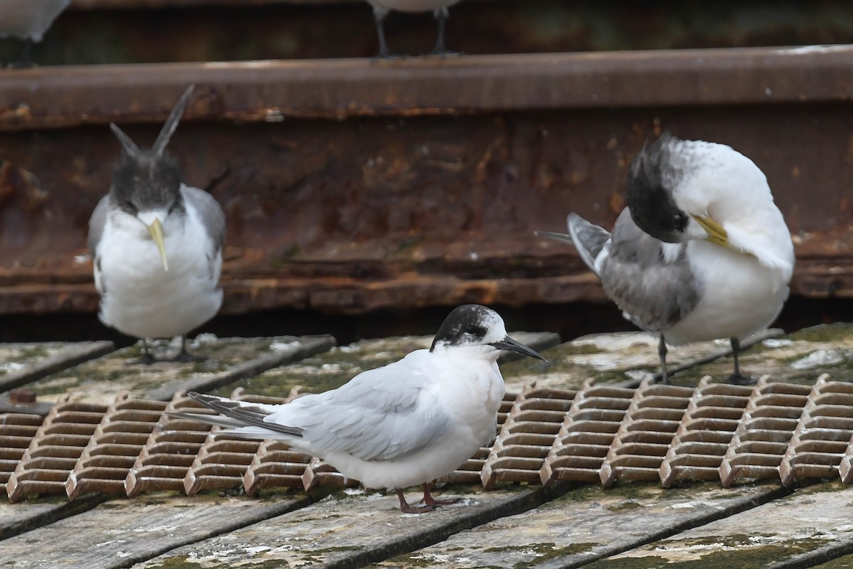 White-fronted Tern - ML372301721