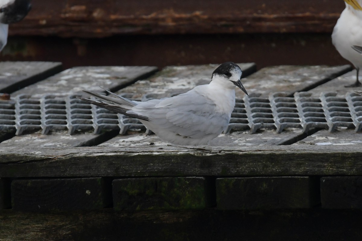 White-fronted Tern - ML372301761