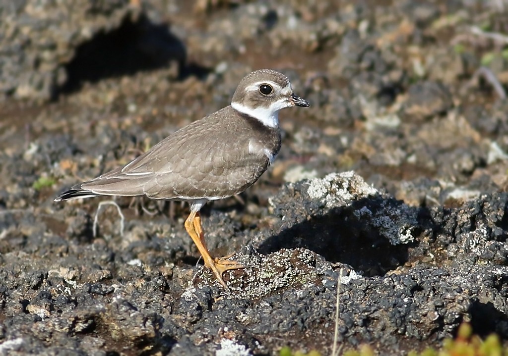 Semipalmated Plover - ML372302671