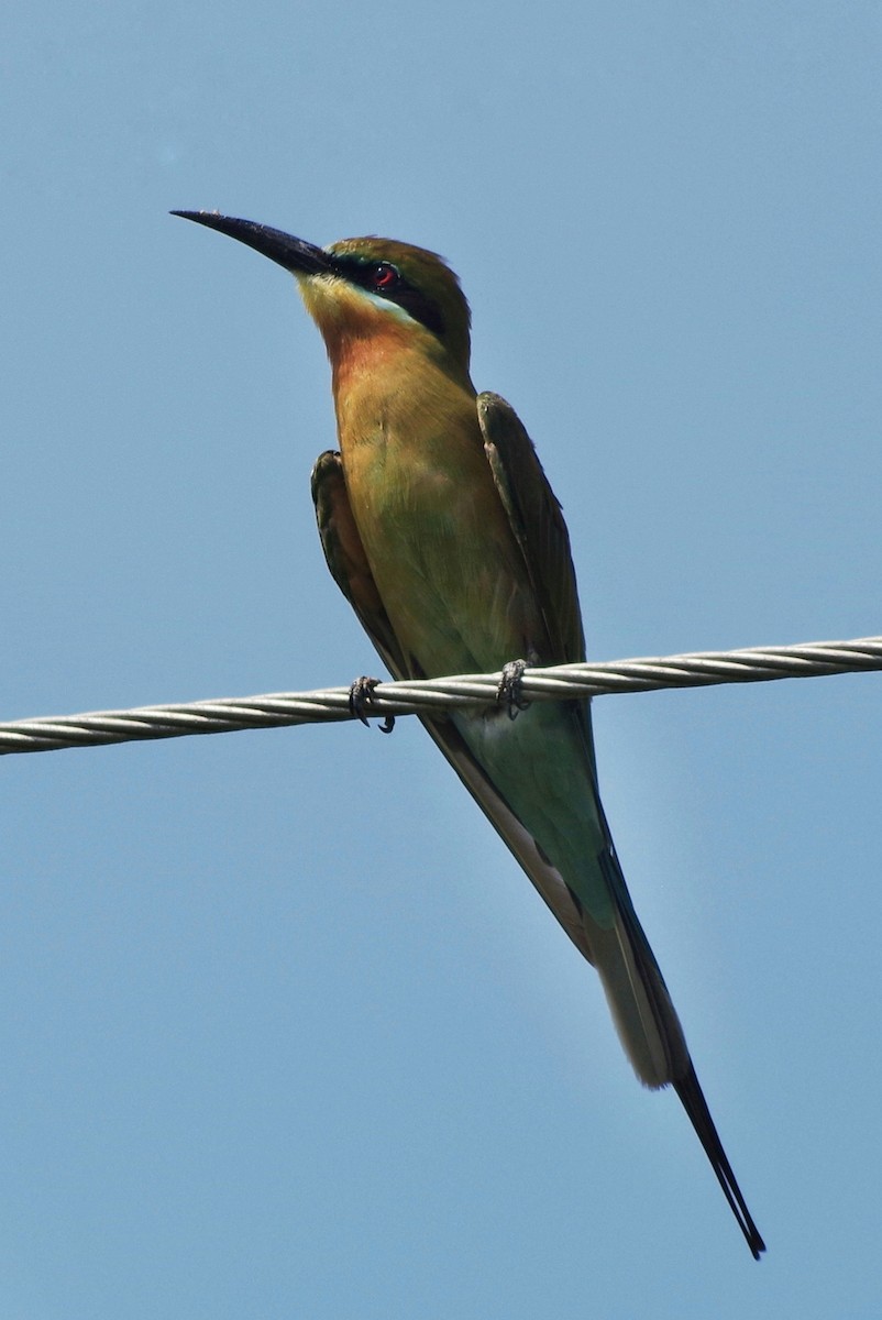 Blue-tailed Bee-eater - ML372304021