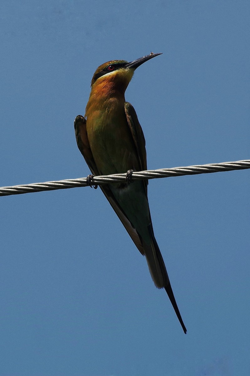 Blue-tailed Bee-eater - Adit  Jeyan