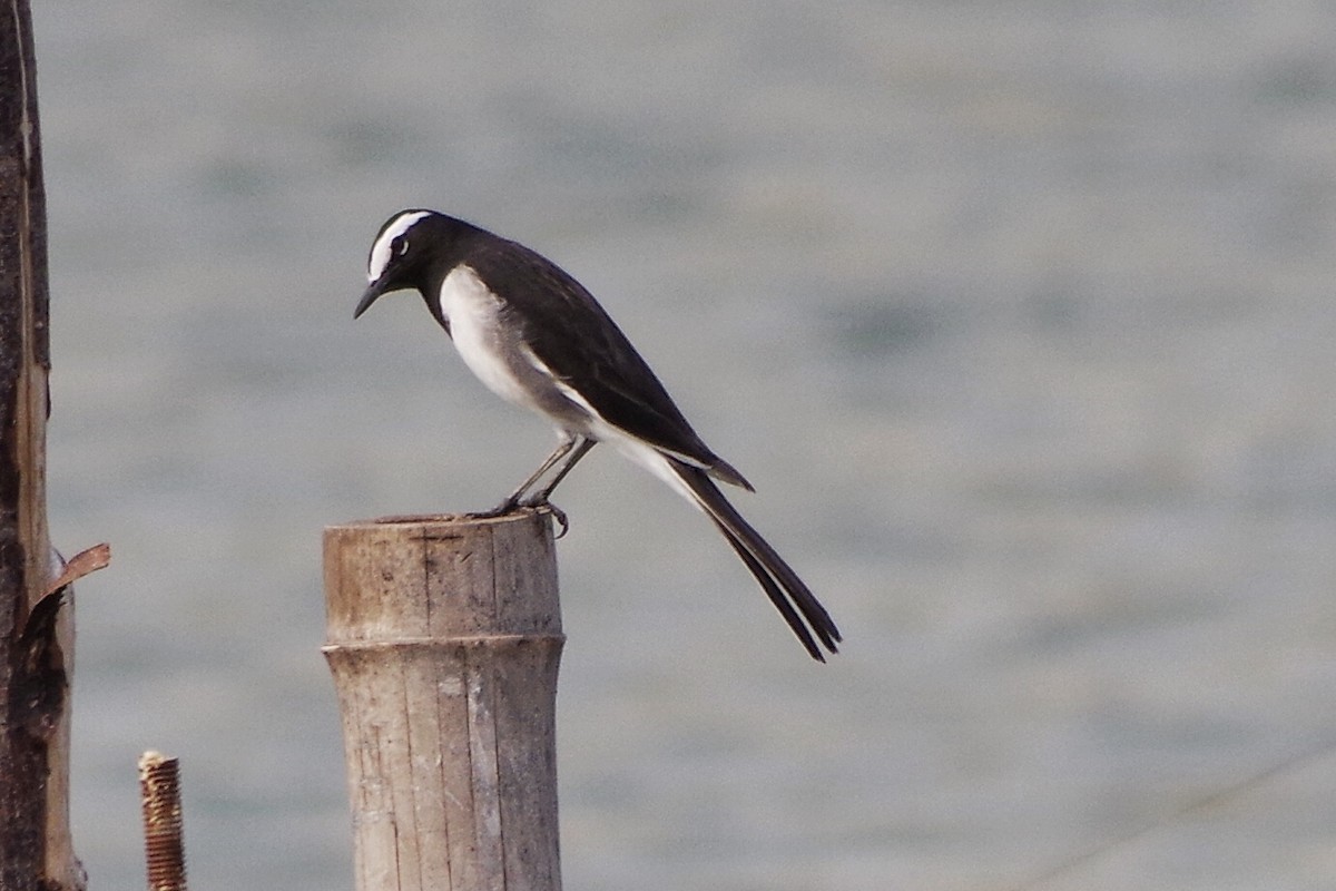 White-browed Wagtail - ML372304081