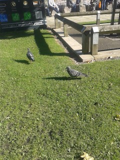 Rock Pigeon (Feral Pigeon), ML37230541