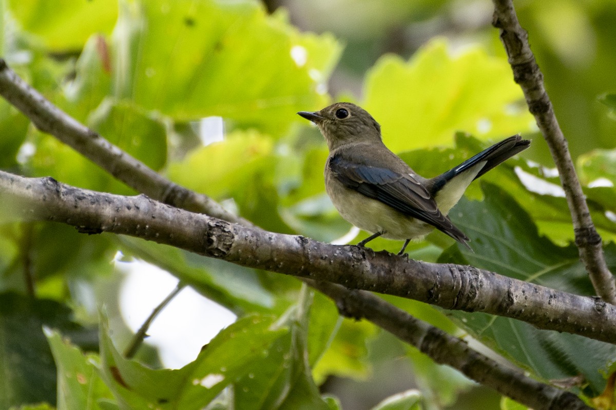Blue-and-white Flycatcher - ML372307051