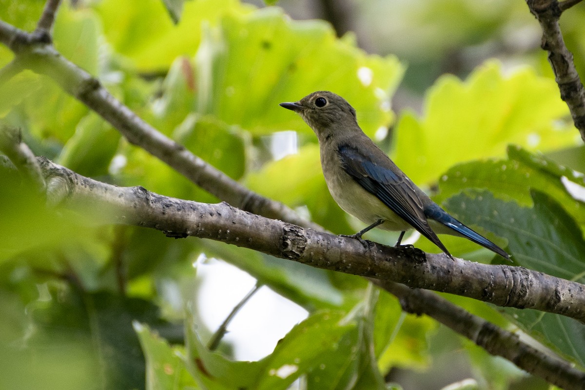 Blue-and-white Flycatcher - ML372307061