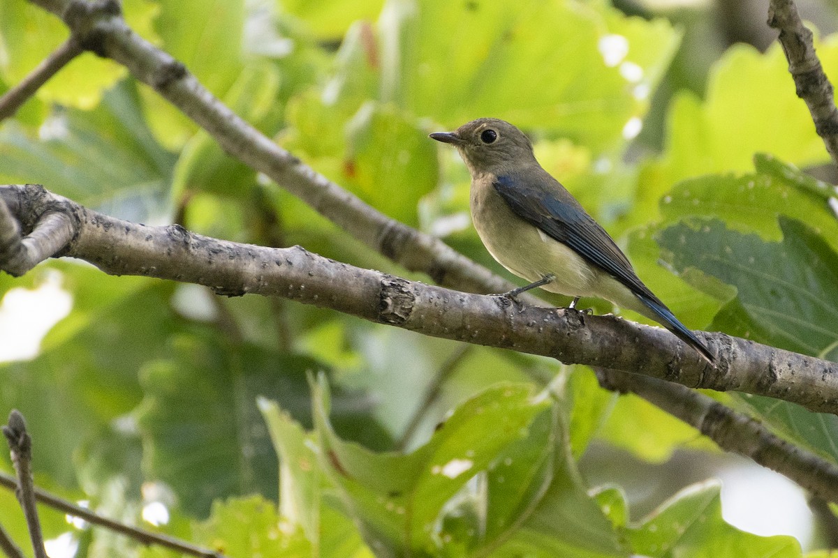 Blue-and-white Flycatcher - ML372307071