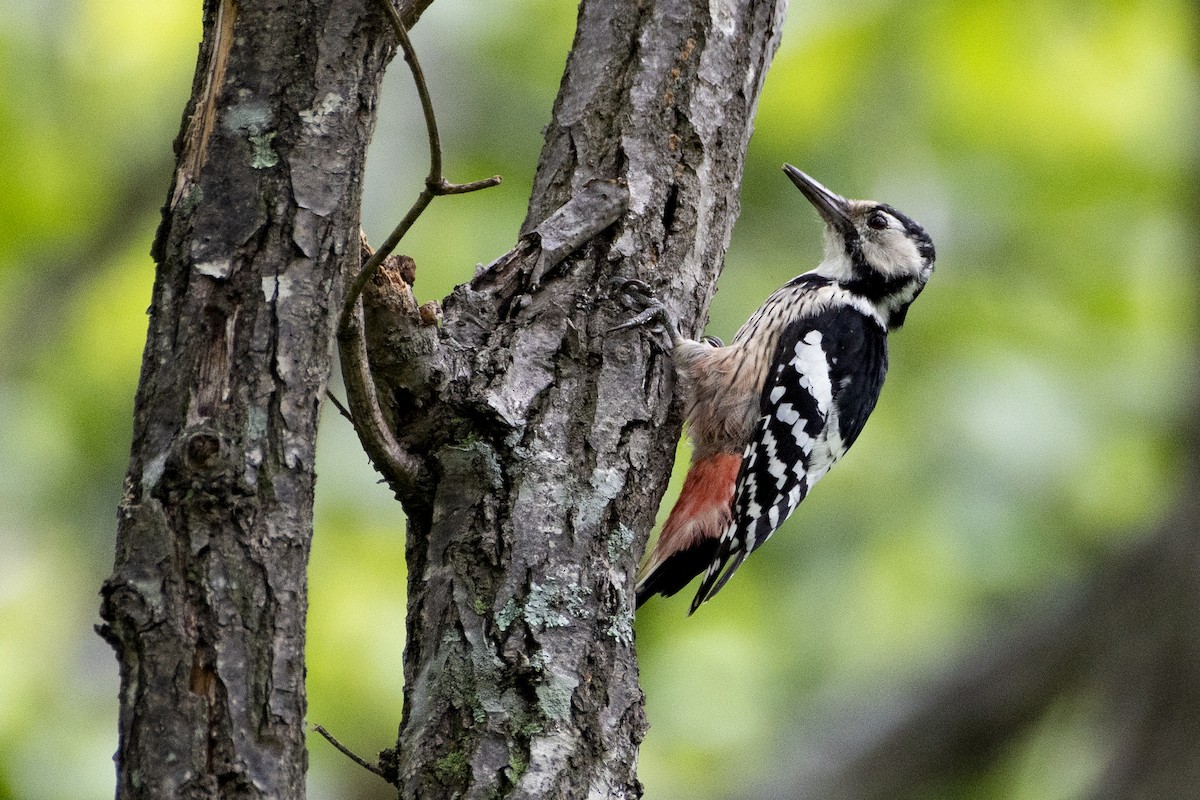 White-backed Woodpecker - ML372307801
