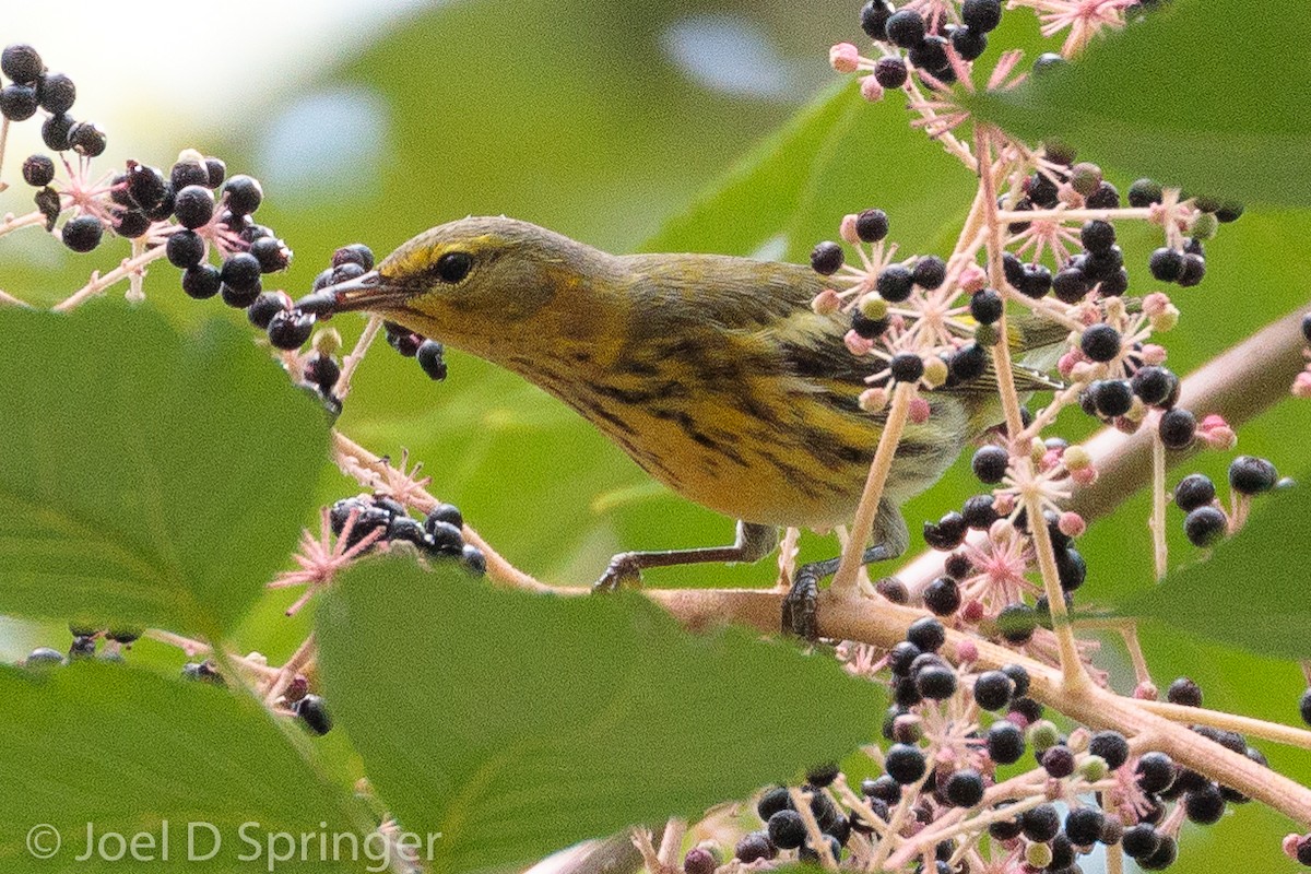 Cape May Warbler - ML372313111