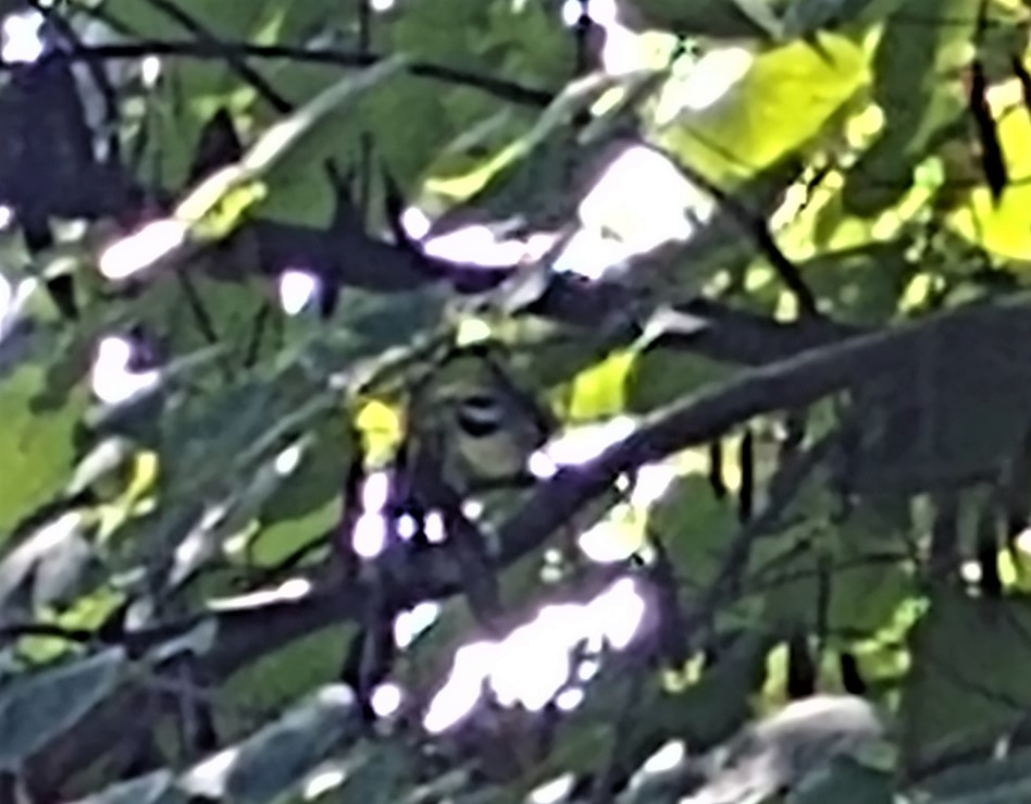 Golden-winged Warbler - ML372331191