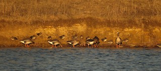 Greater White-fronted Goose, ML37233691