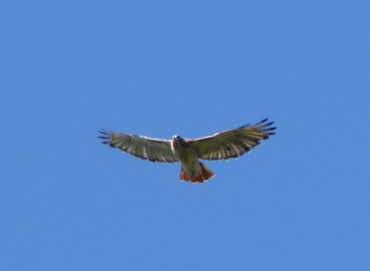 Red-tailed Hawk - ML37234681
