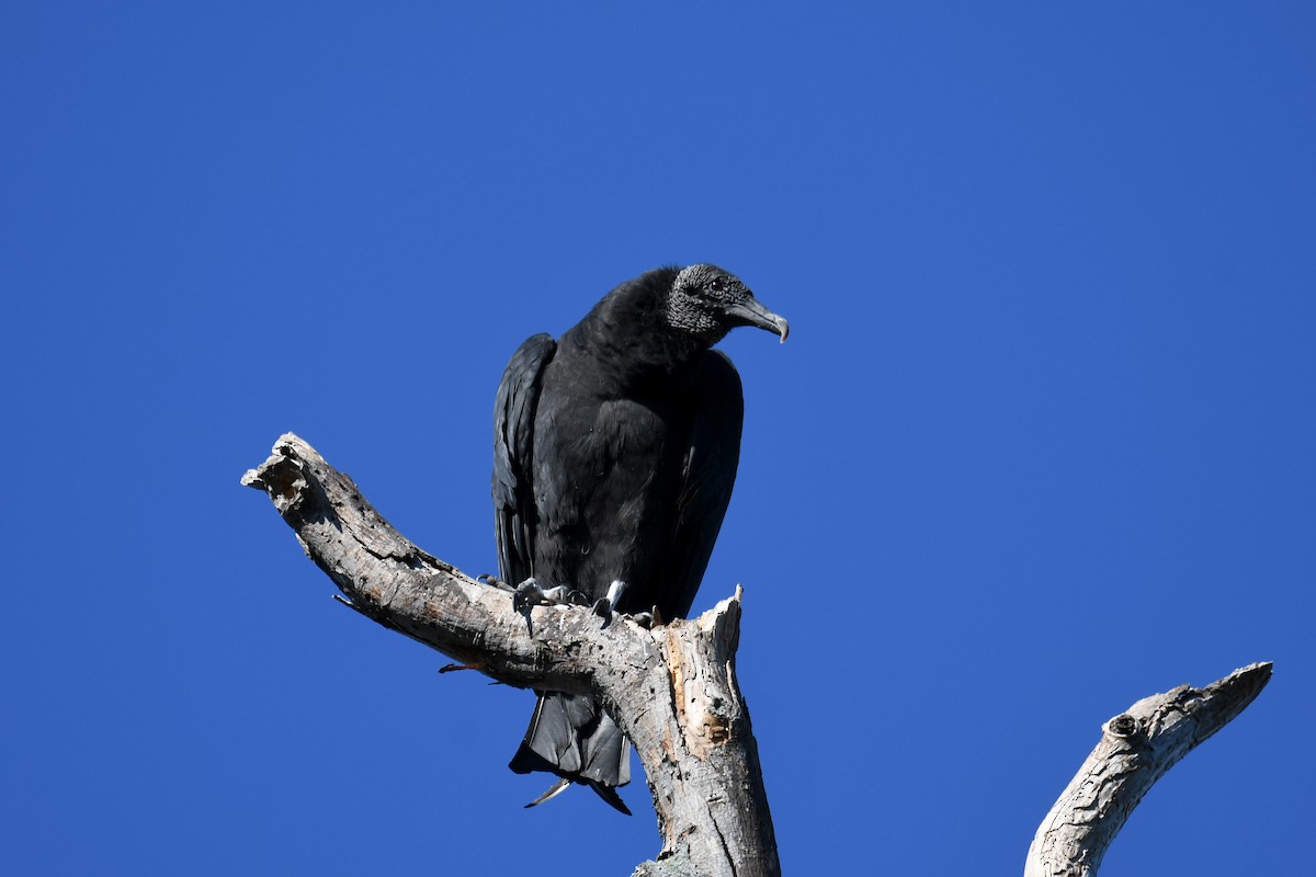 Black Vulture - Brian Henderson