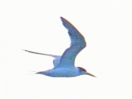 Lesser Crested Tern - ML372357351