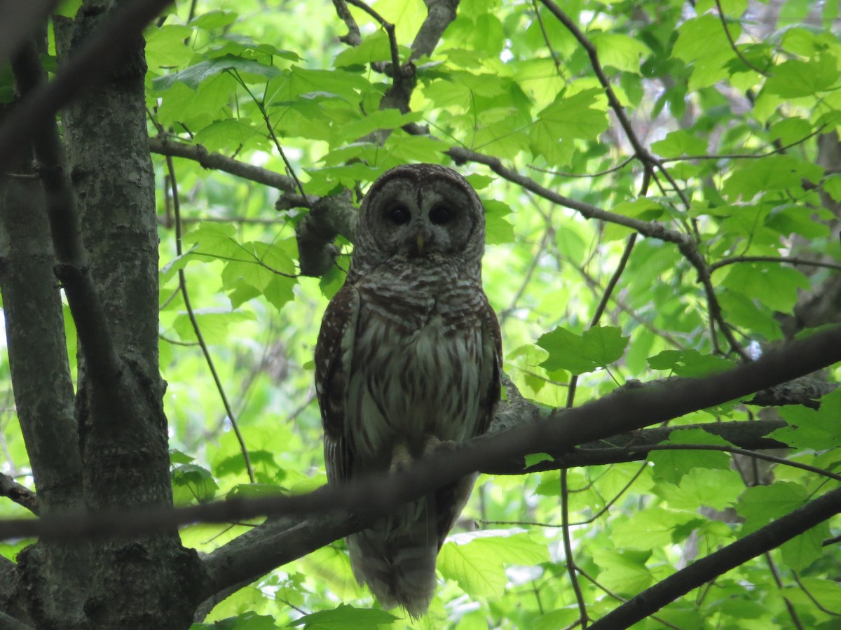 Barred Owl - Brian Wulker