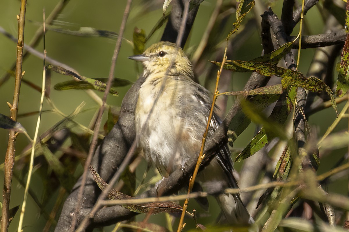 Bay-breasted Warbler - Scott Young