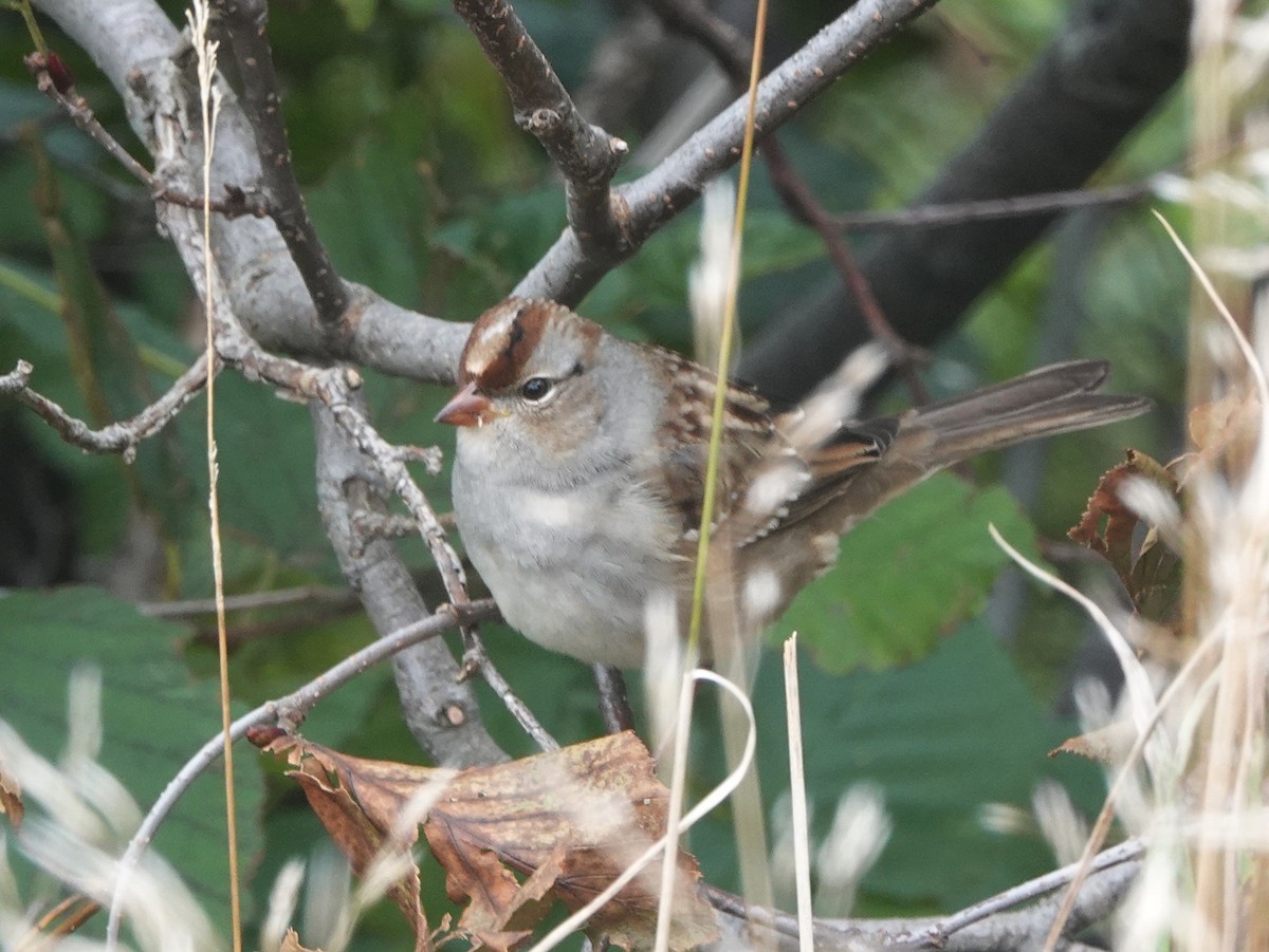 White-crowned Sparrow - ML372373341
