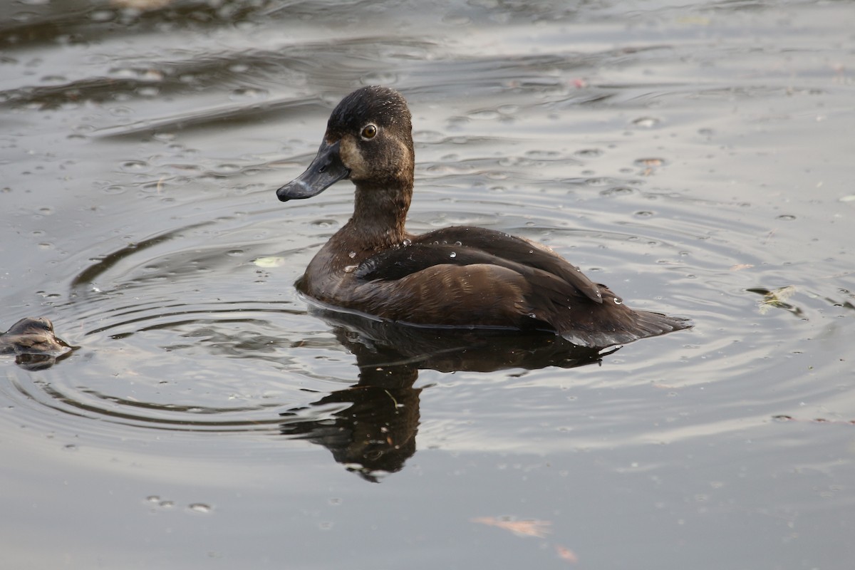 Ring-necked Duck - Rob Lyske