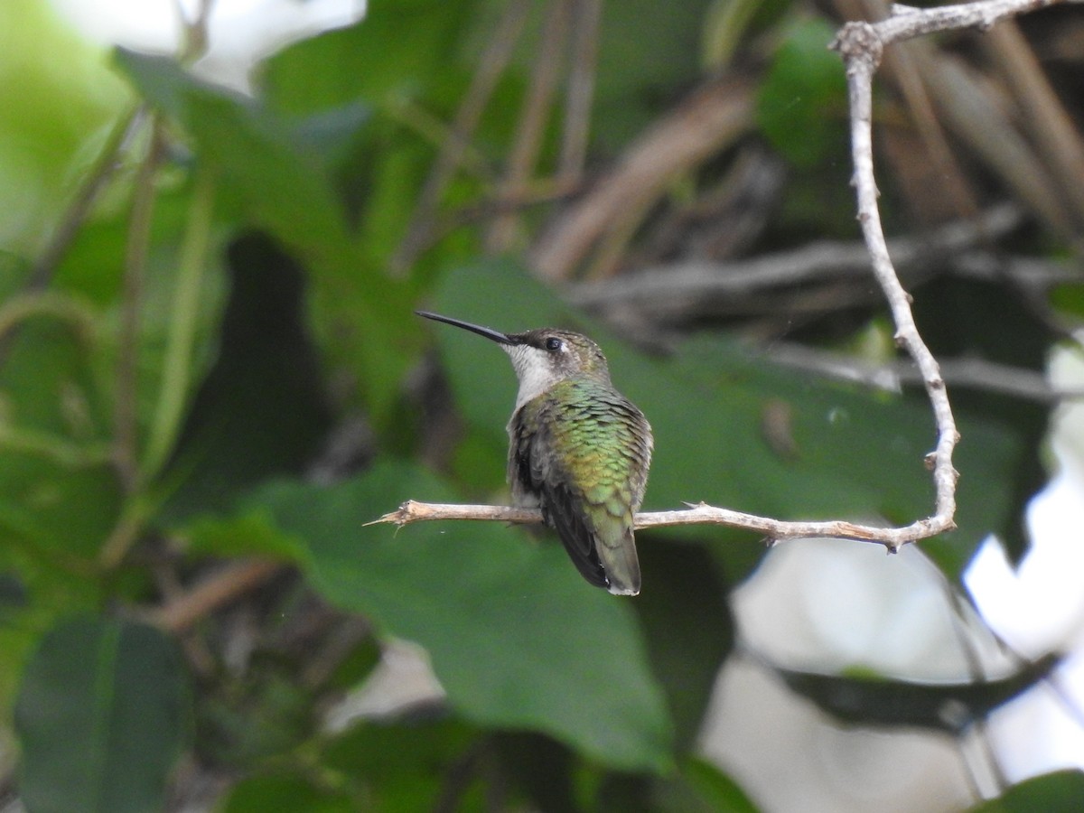 Black-chinned Hummingbird - Francisca Cabanillas